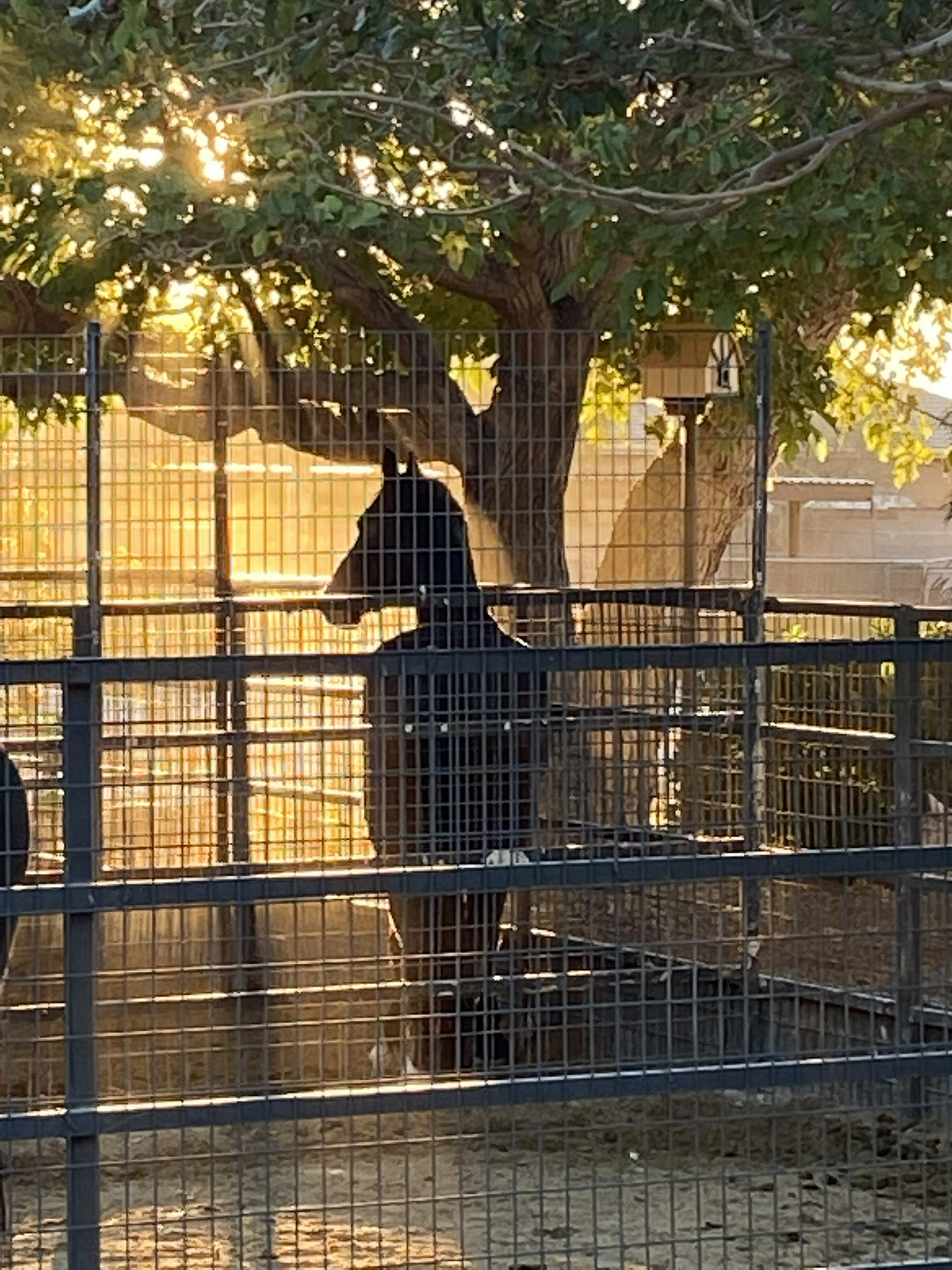 Horse at golden hour in paddock